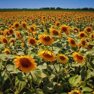 Meet your Posher, Joanna